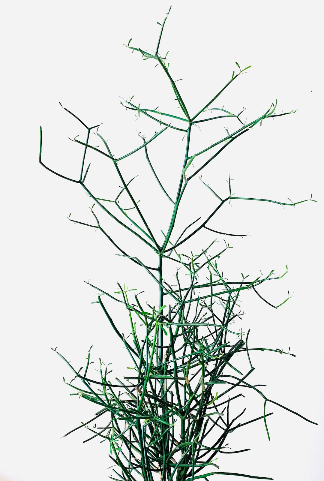 Kakistocrat